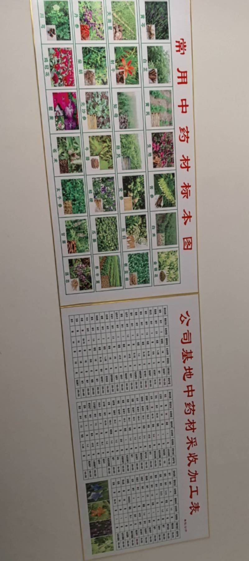 牛膝种子保质保量干净无掺杂土质价格实惠