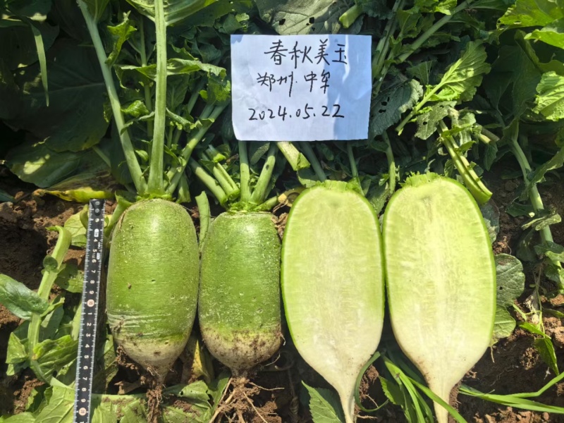 翠玉夏二号新绿1439耐热型早上市优质萝卜种子