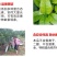 硝硫基15-15-15玉米小麦大豆果蔬花卉通用型复合肥