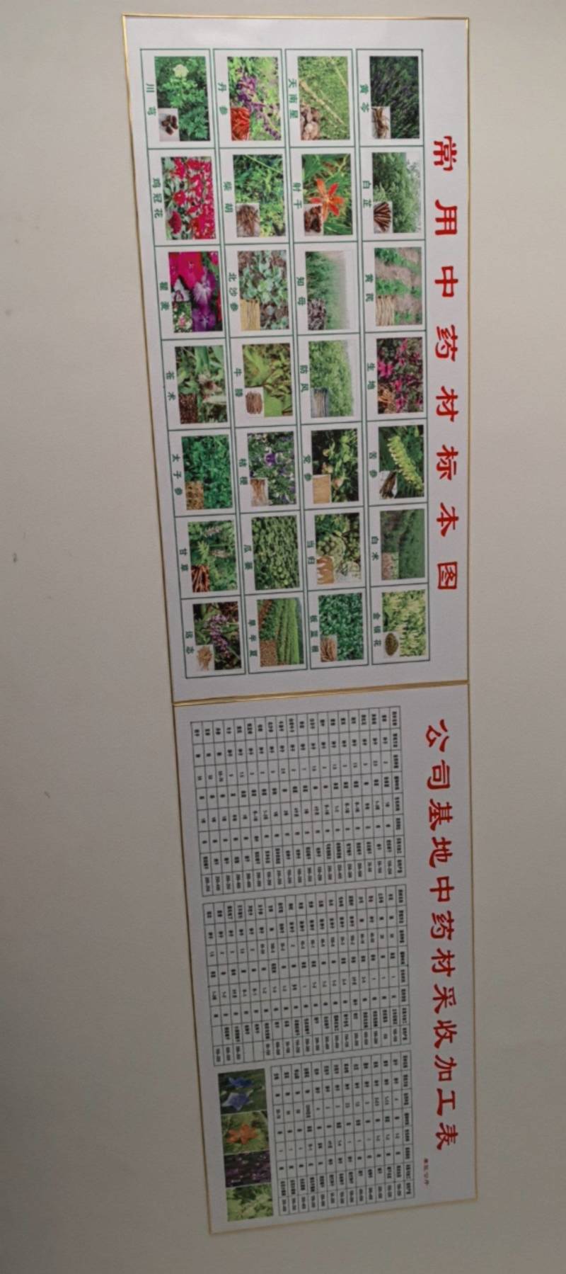 蒲公英种子90%以上