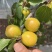 油杏6元每斤