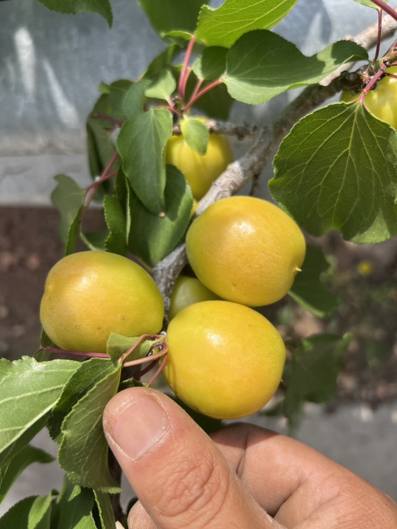 油杏6元每斤