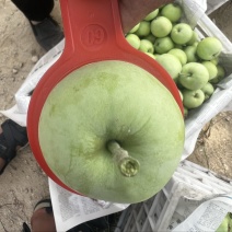 山东泰安露天辽伏苹果大量上市产地直发，品质保证，服务周到