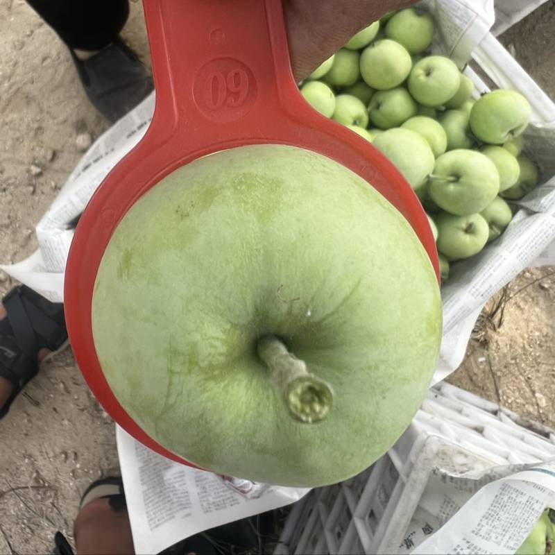 山东泰安露天辽伏苹果大量上市产地直发，品质保证，服务周到