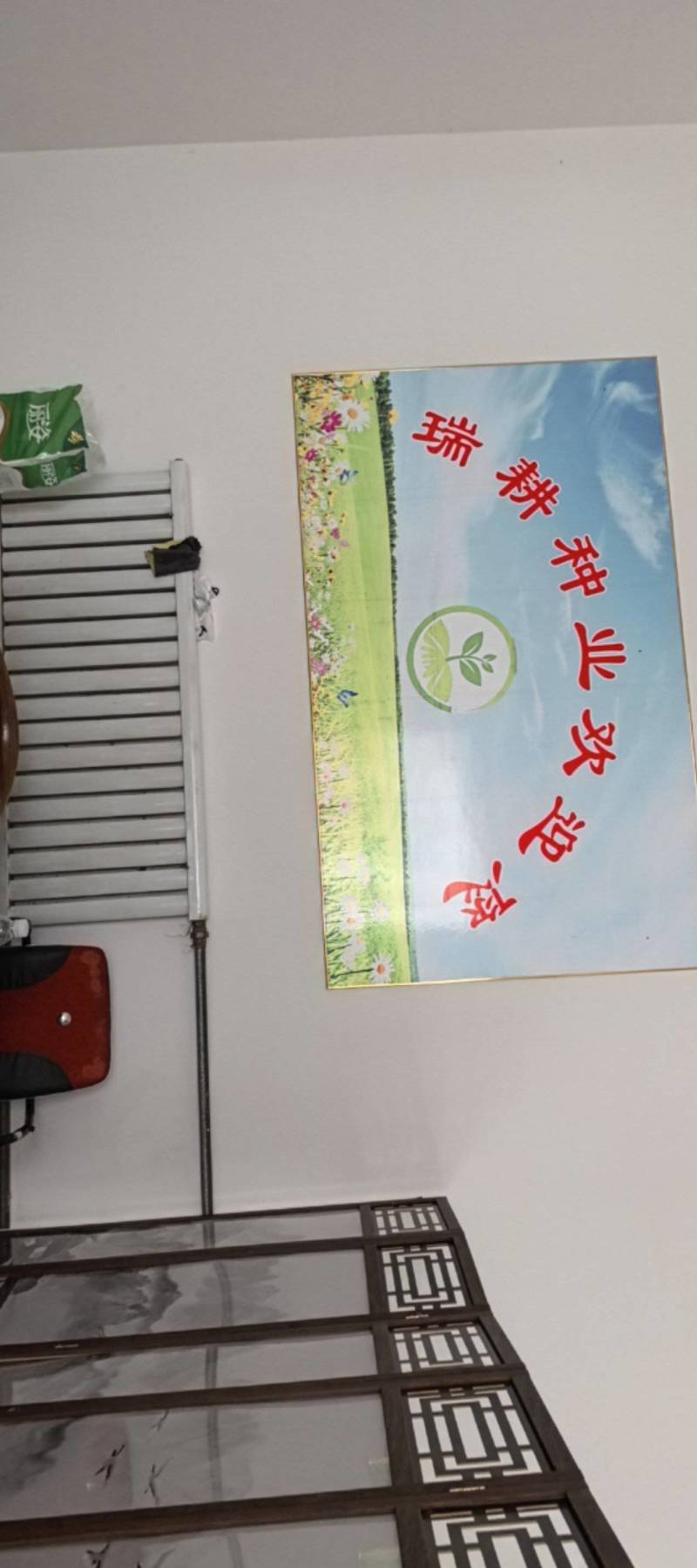 苍术种子