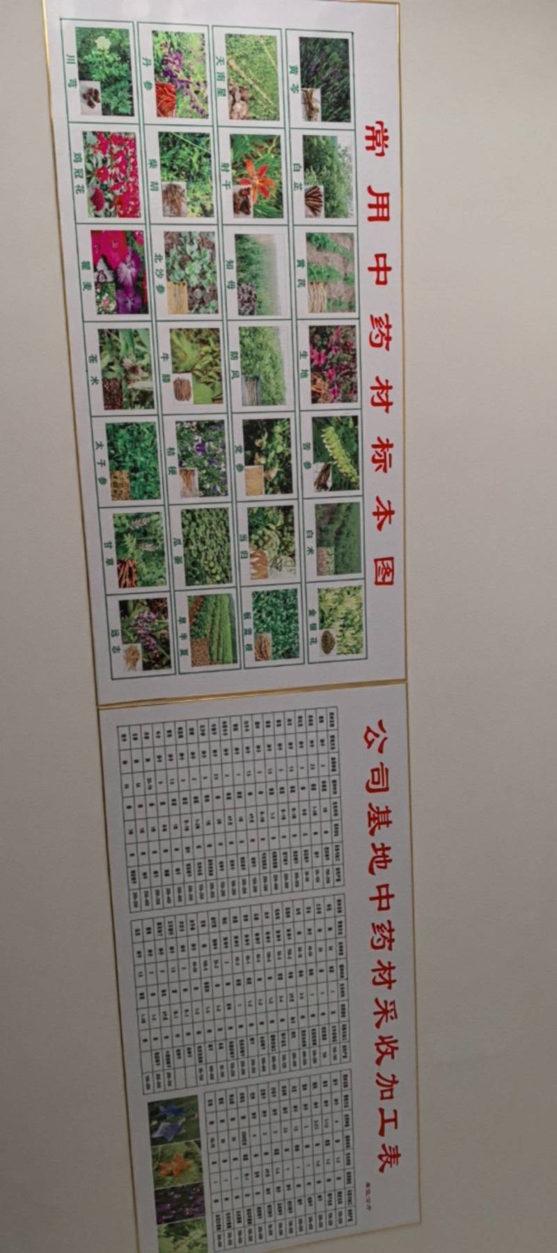 苍术种子