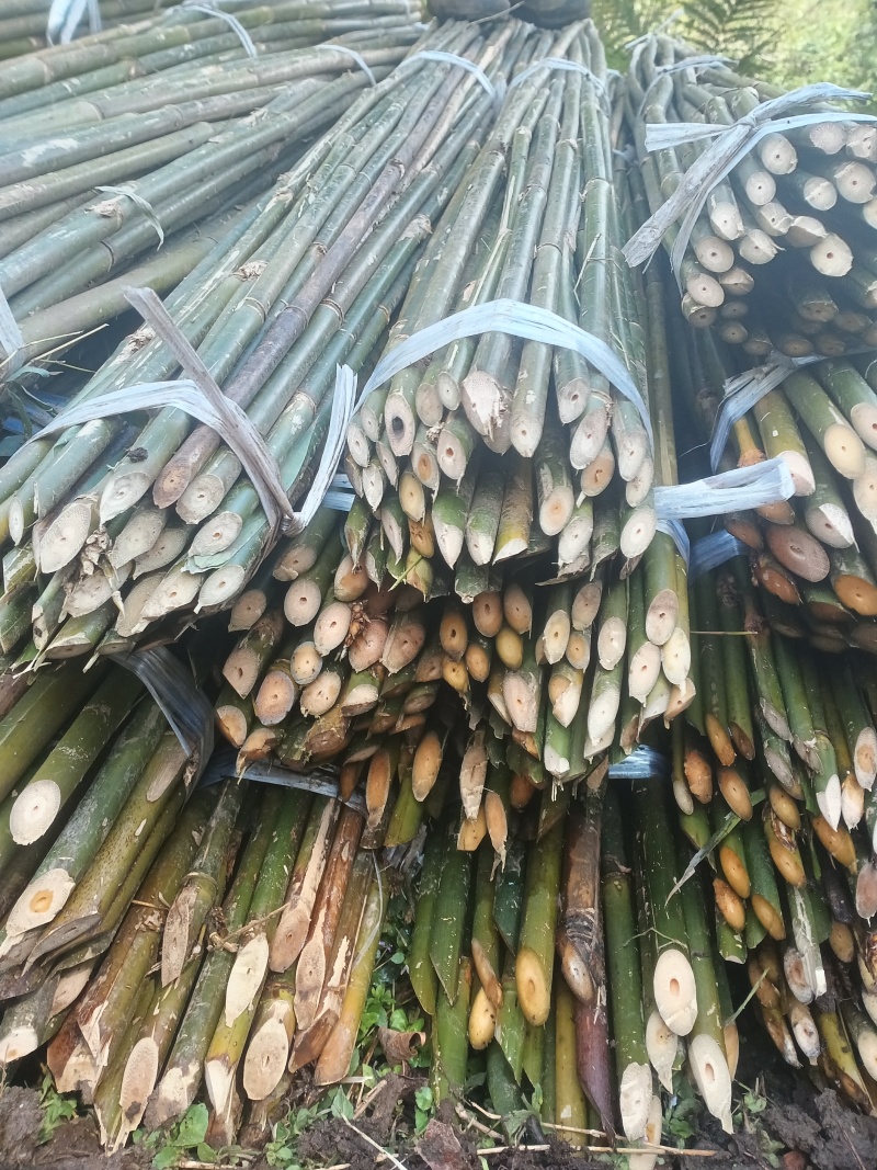 2米5豆架