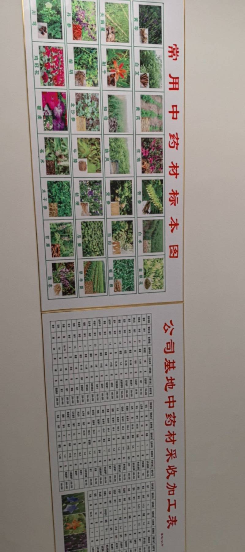 纯新益母草种子，干净无杂质，欢迎新老朋友下单