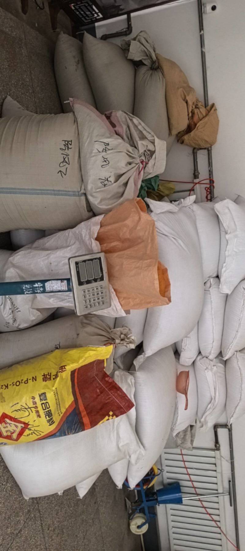 纯新益母草种子，干净无杂质，欢迎新老朋友下单