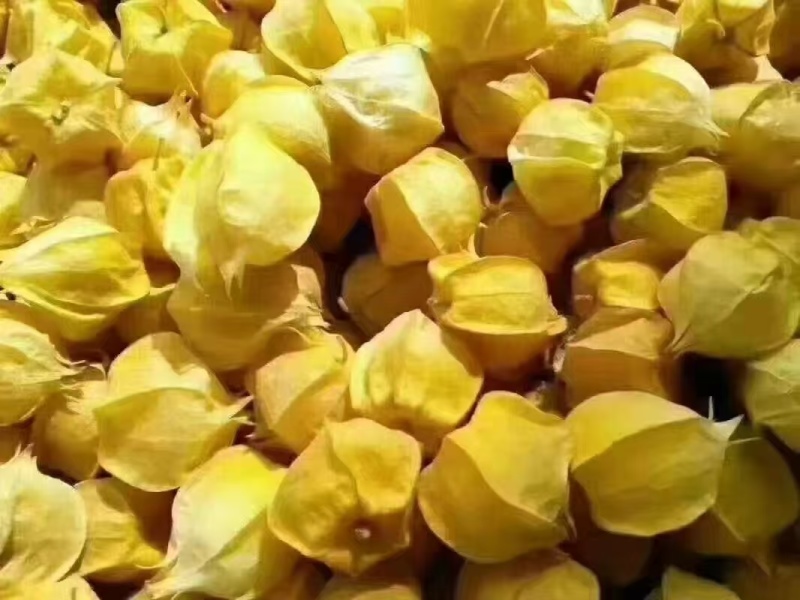 菇娘果灯笼果-黄菇娘花姑娘金灯果品类齐全，一件代发