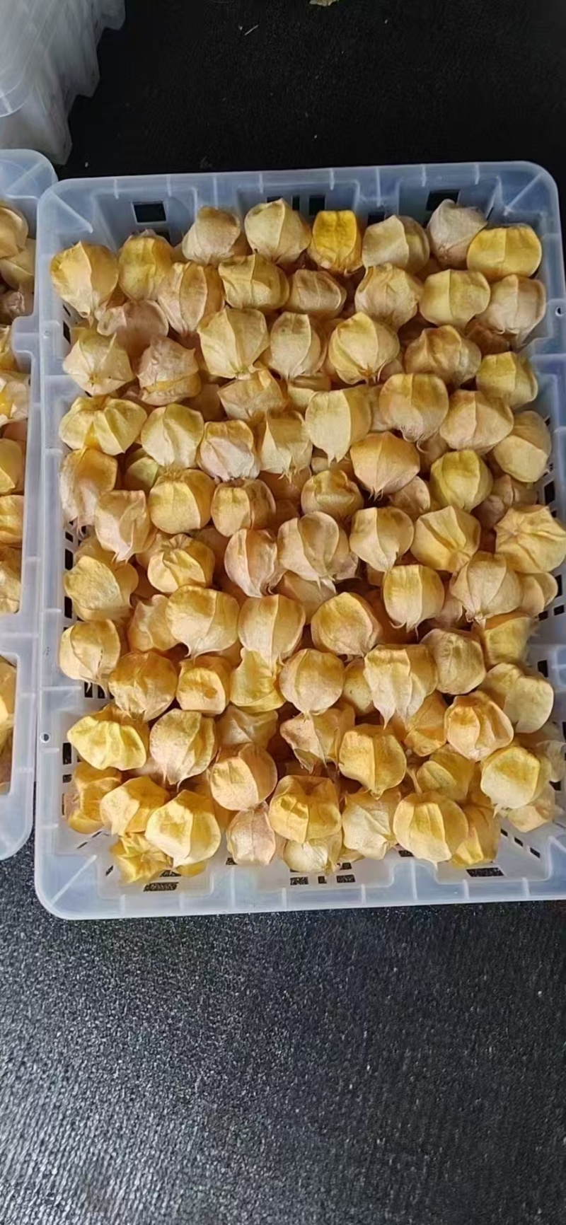 菇娘果灯笼果-黄菇娘花姑娘金灯果品类齐全，一件代发