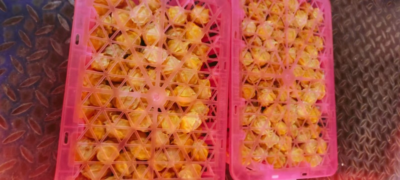 菇娘果灯笼果-黄菇娘花姑娘金灯果品类齐全，一件代发
