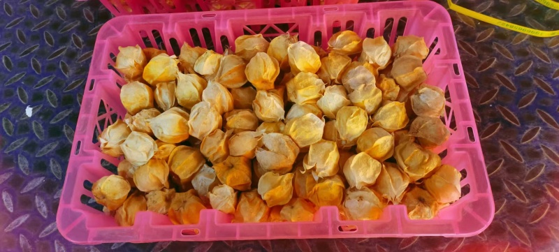 菇娘果灯笼果-黄菇娘花姑娘金灯果品类齐全，一件代发