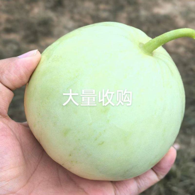 香瓜