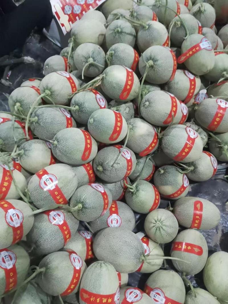 新疆吐鲁番哈密瓜大量上市，供应各大电商平台，各大市场，