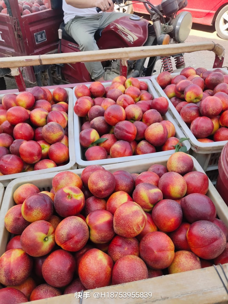 精品山东油桃大量上市，对接各大商超市场电商，欢迎电话联系