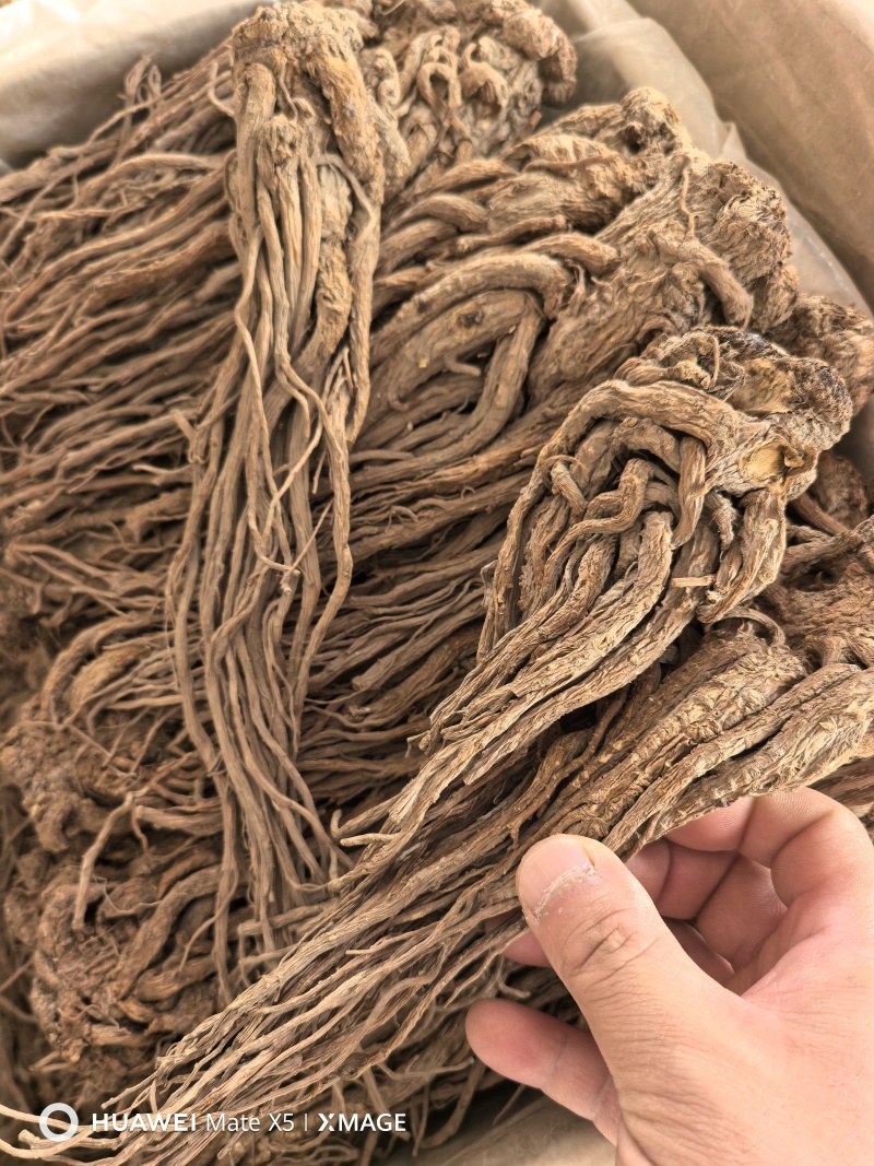 精品甘肃产地直销无硫当归大条规格齐全保质保量