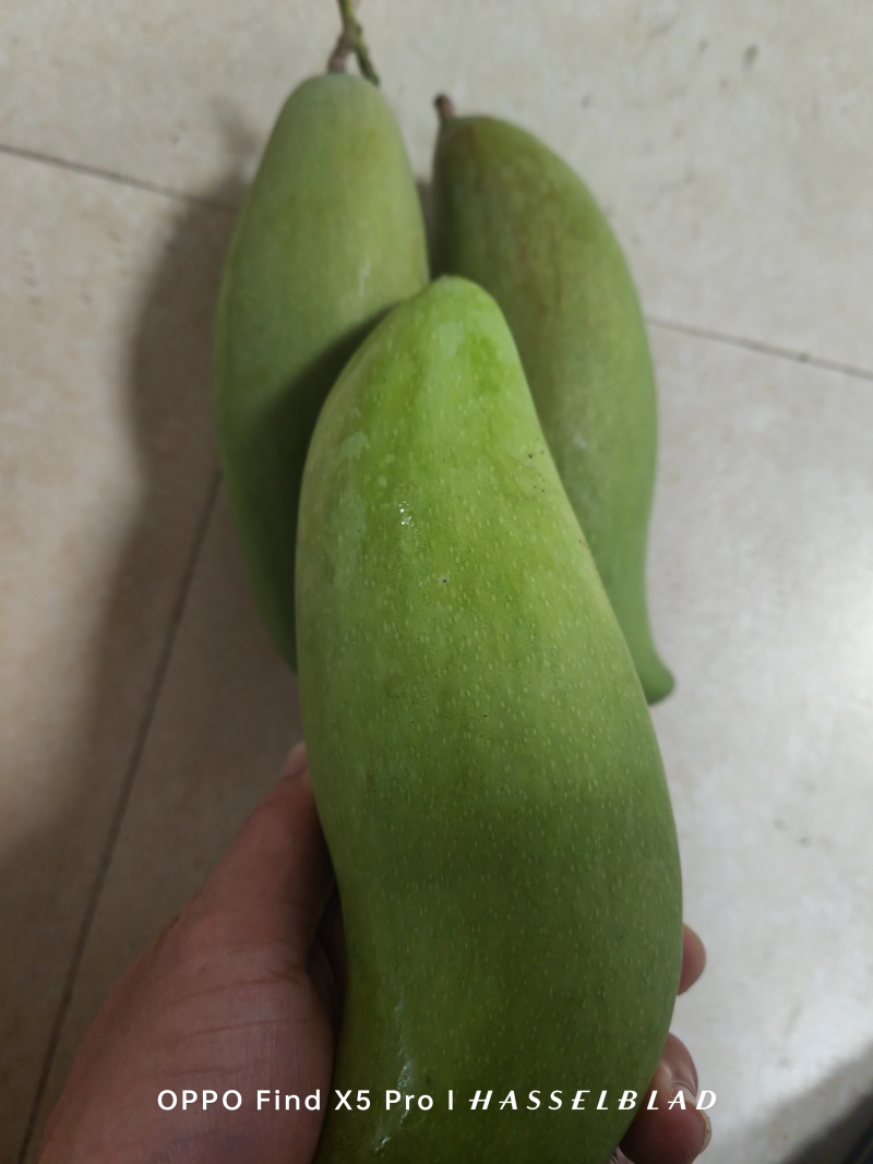 象牙芒