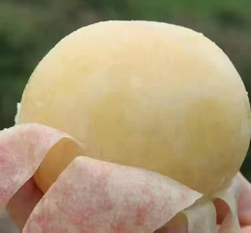 新沂白凤即将上市量大欢迎老板来电合作一手货源