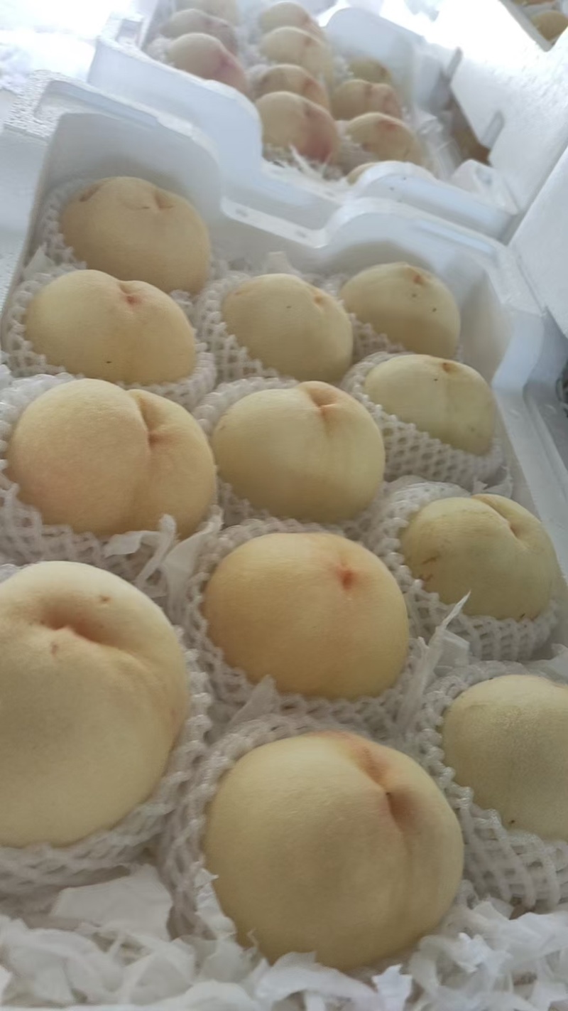新沂白凤即将上市量大欢迎老板来电合作一手货源