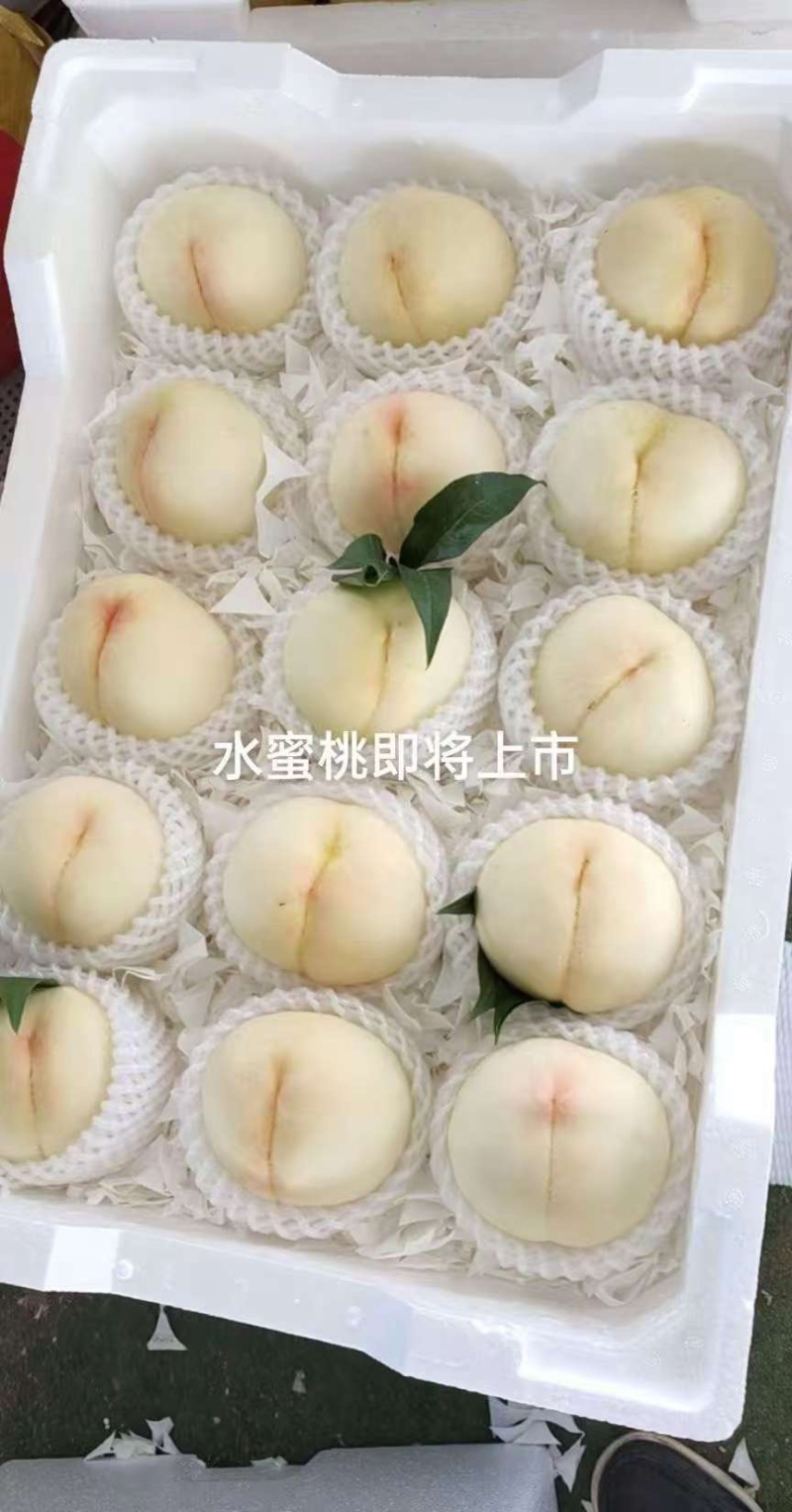 新沂白凤即将上市量大欢迎老板来电合作一手货源