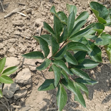 山东赤芍苗秋季售卖，需要的老板们联系