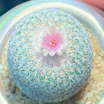 精品月世界仙人球白刺不扎手桌面防辐射卧室小盆栽有趣多肉植物