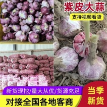 河北邯郸紫皮大蒜四六瓣干蒜干净杂质少提供网袋按需求分拣打
