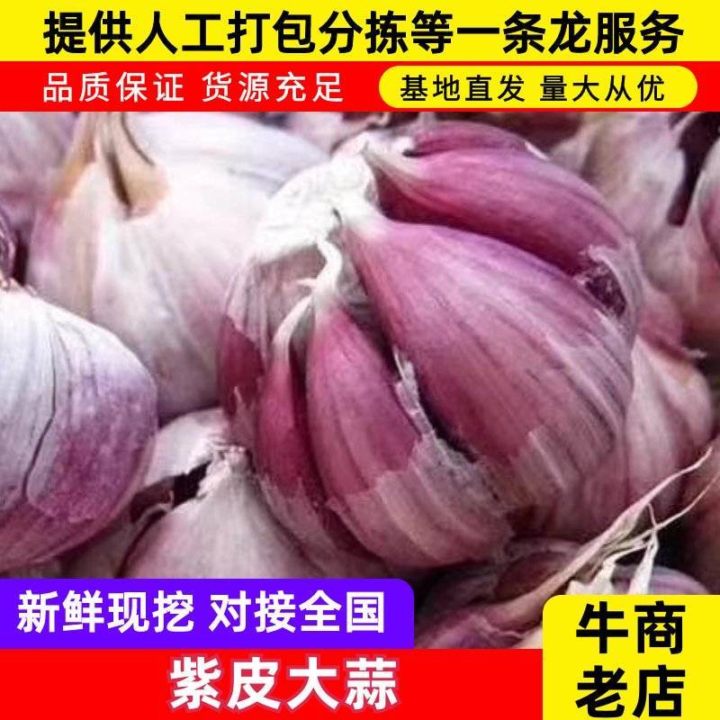 大名紫皮大蒜自家种植货量大一手货源一手价格承接加工餐饮进
