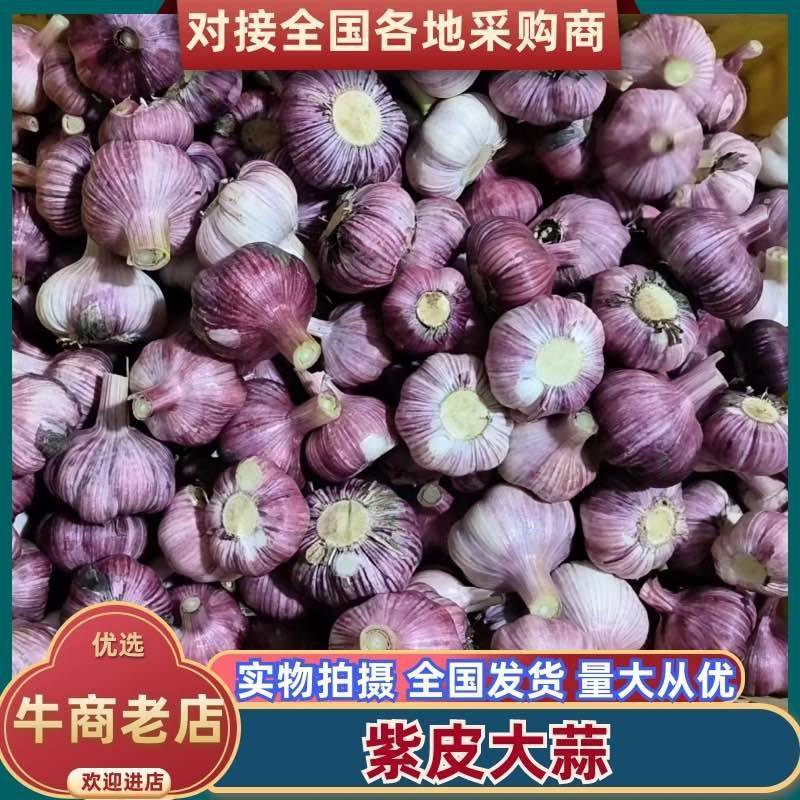 精品紫皮大蒜干度刚好耐储存运输货量大接批发电商团购代发可