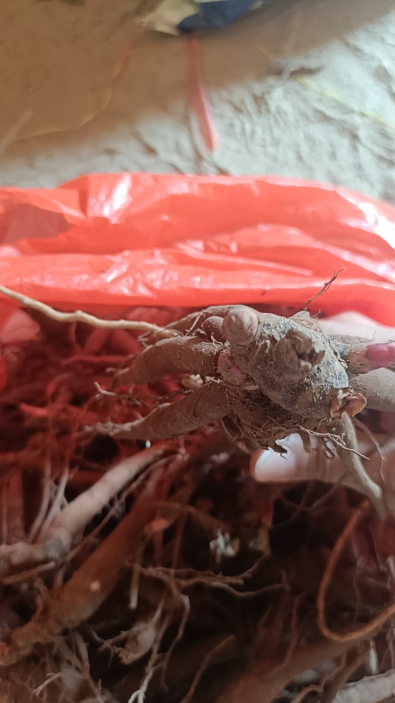 山东赤芍苗秋季售卖，需要的老板们联系