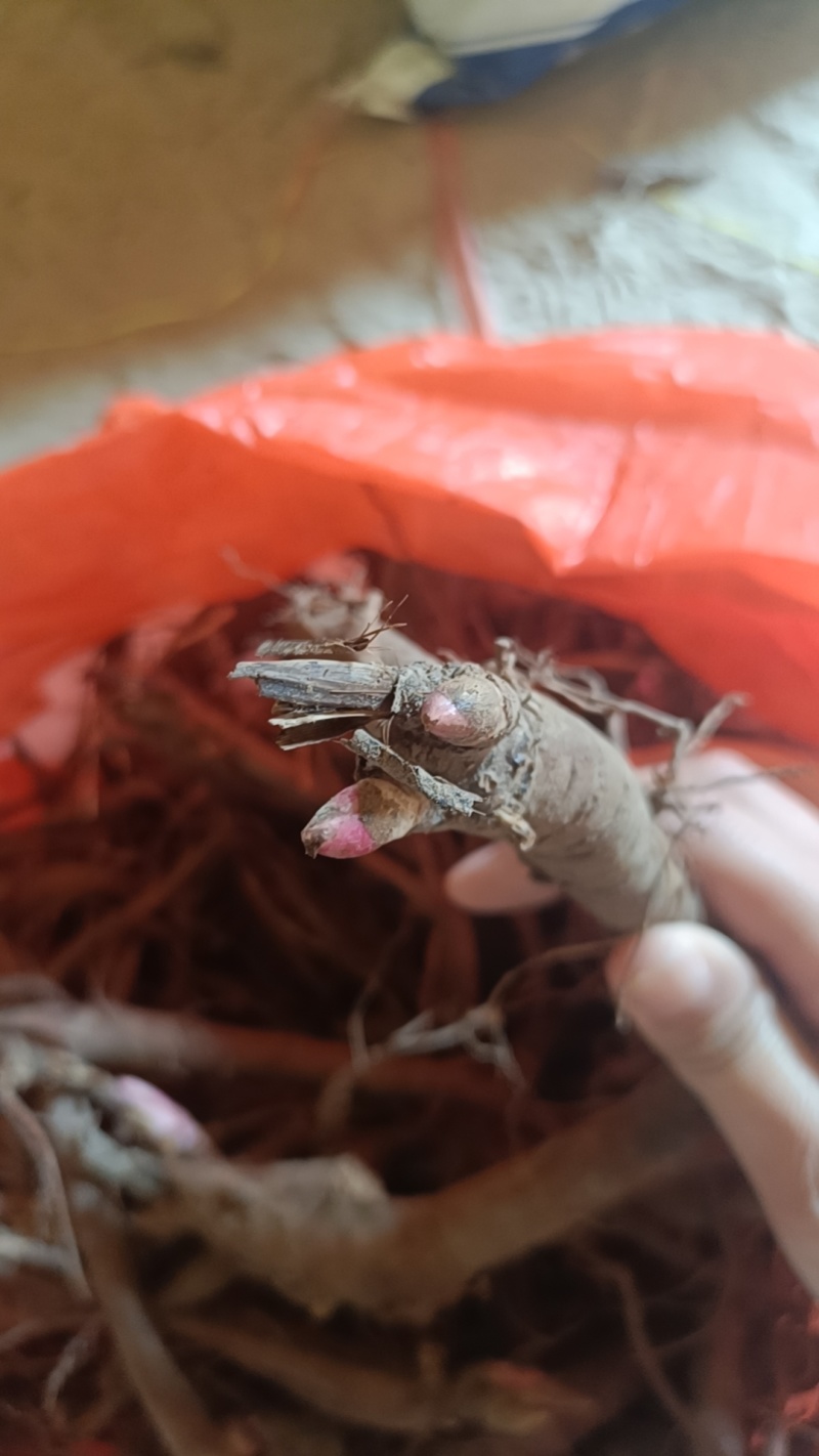 山东赤芍苗秋季售卖，需要的老板们联系