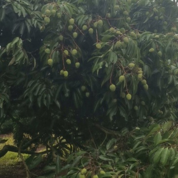 桂味荔枝