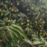 桂味荔枝