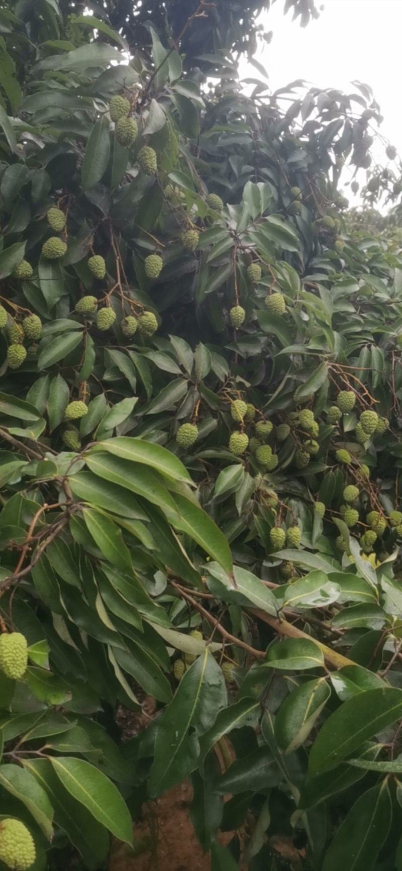桂味荔枝
