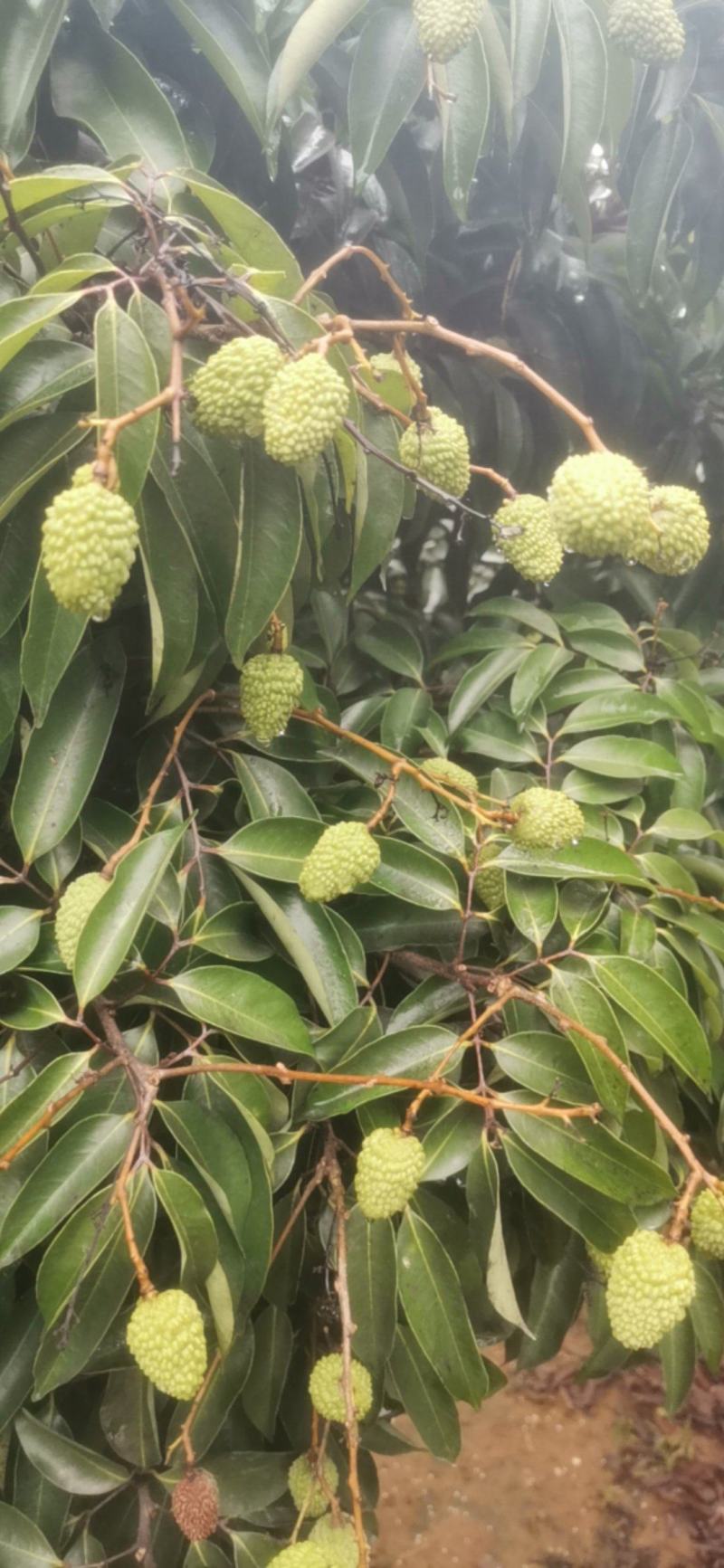 糯米糍