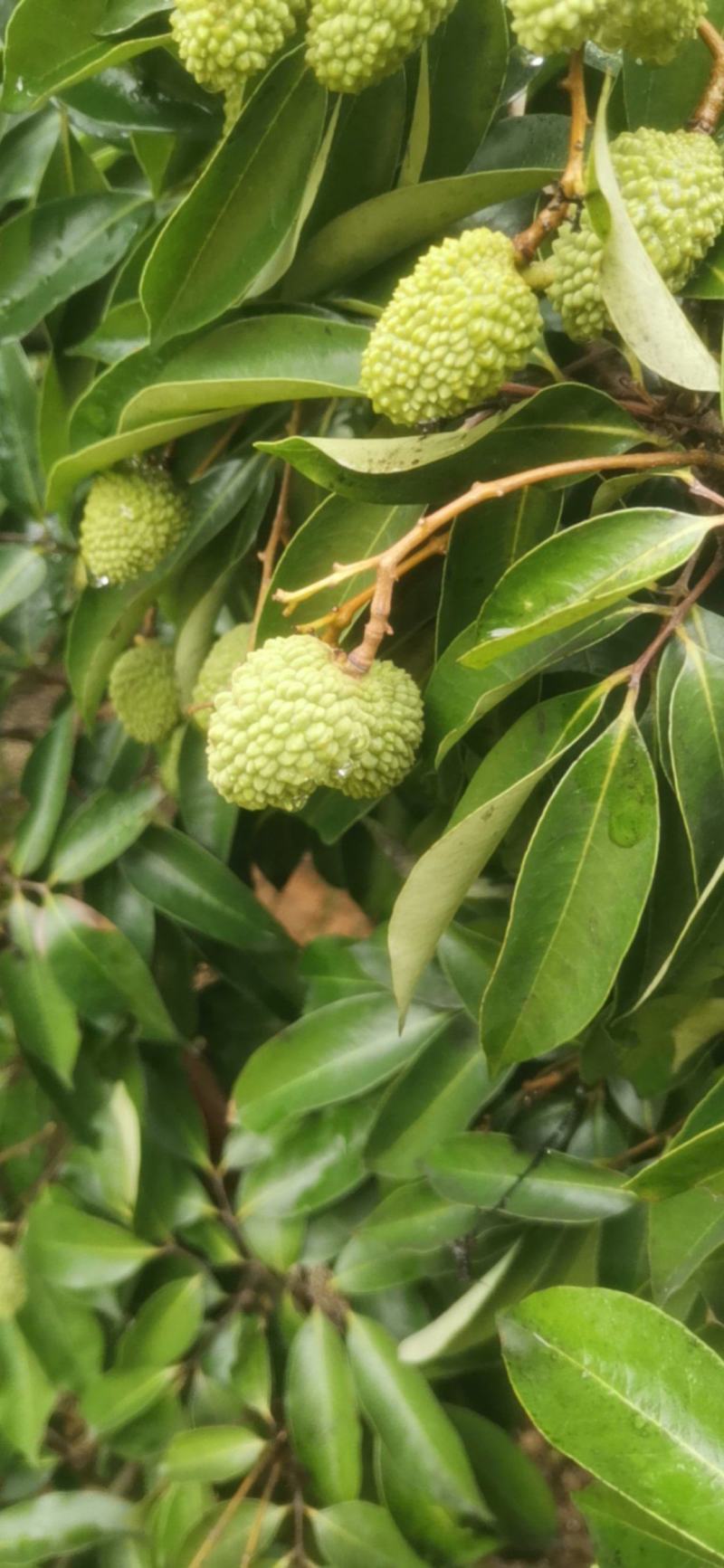 糯米糍