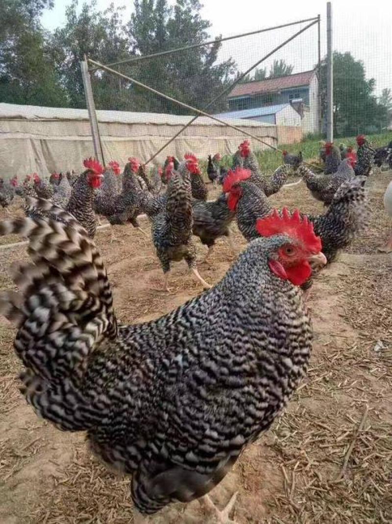 1斤正宗芦花香鸡疫苗齐全好养肉好吃