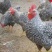1斤正宗芦花香鸡疫苗齐全好养肉好吃