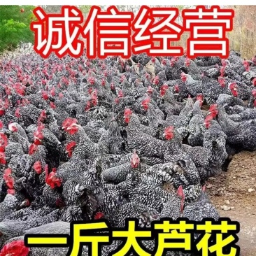 1斤正宗芦花香鸡疫苗齐全好养肉好吃