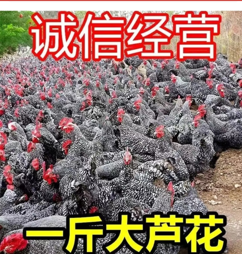 1斤正宗芦花香鸡疫苗齐全好养肉好吃