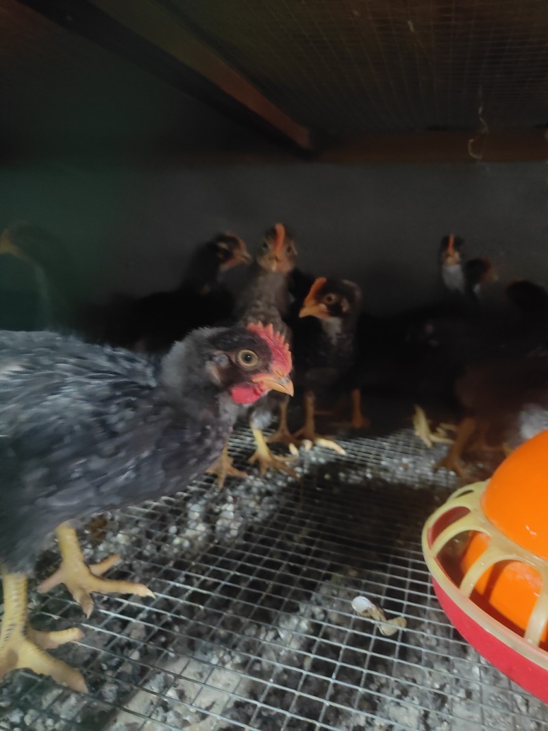 1斤正宗芦花香鸡疫苗齐全好养肉好吃