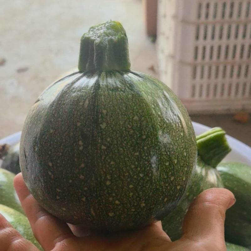 圆南瓜