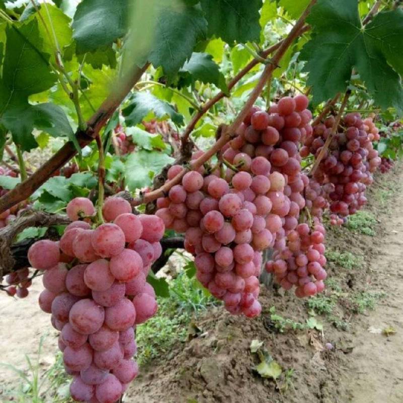 陕西红提基地直发一手货源规格齐全量大优惠对接商超