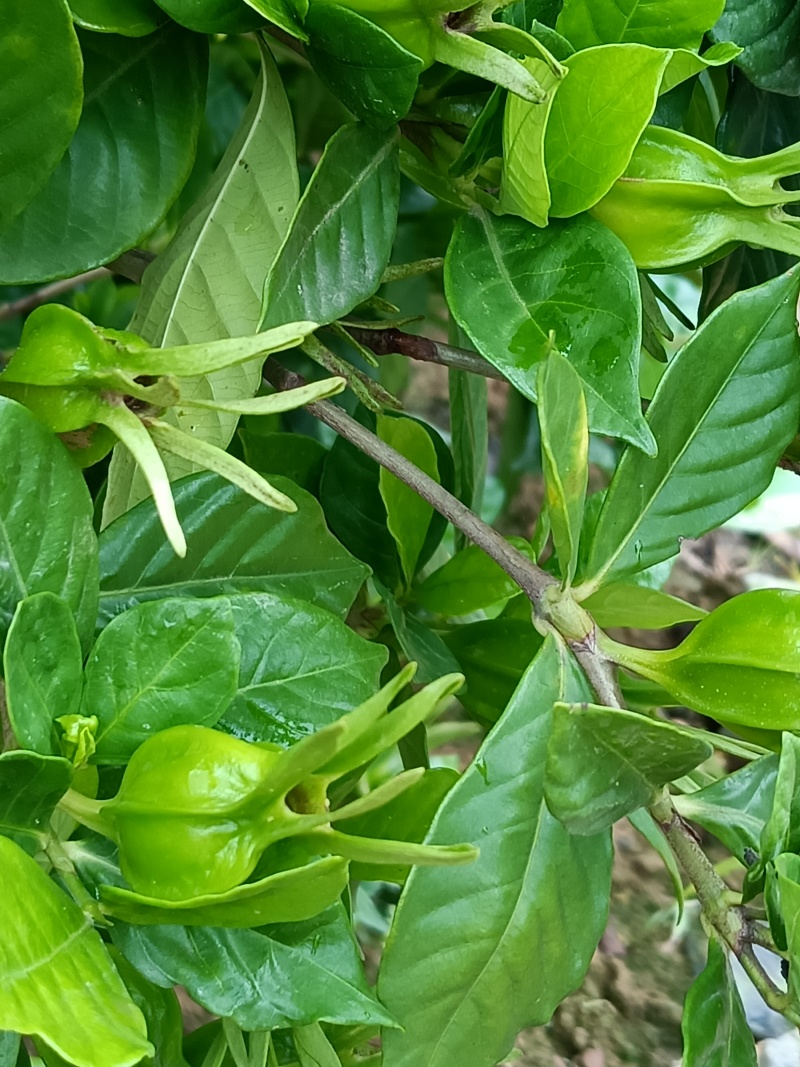 中药材黄桅子，对接全国药企供应！