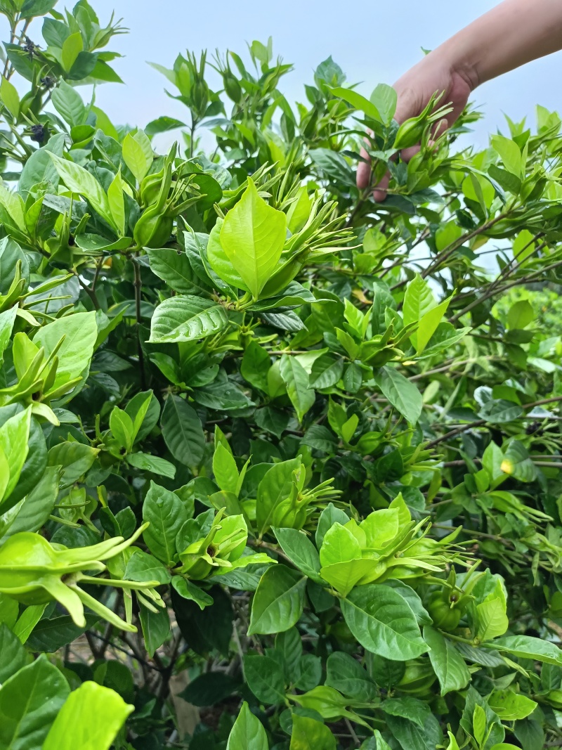 中药材黄桅子，对接全国药企供应！