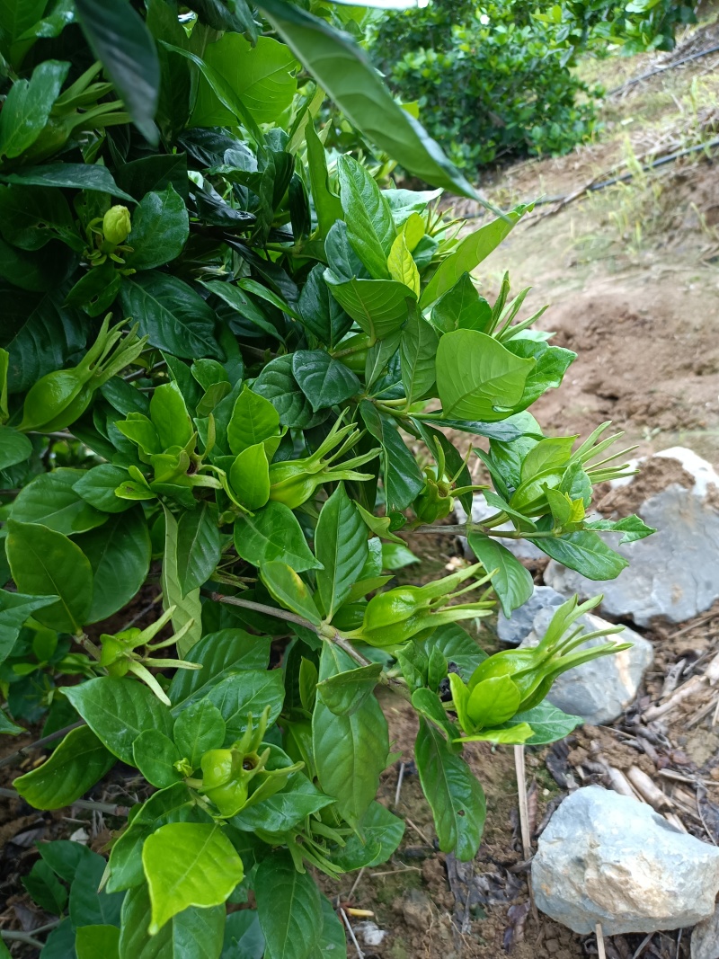 中药材黄桅子，对接全国药企供应！