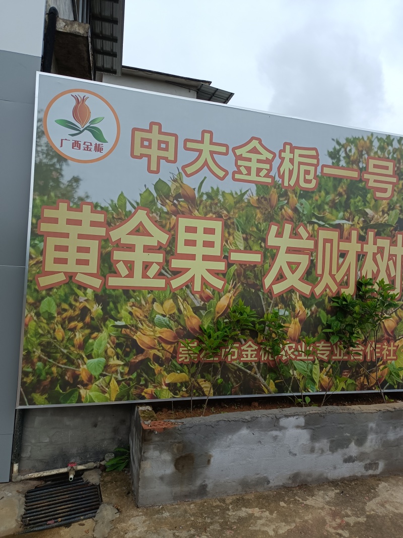 中药材黄桅子，对接全国药企供应！