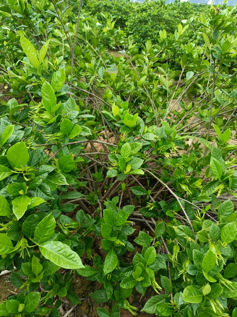 中药材黄桅子，对接全国药企供应！