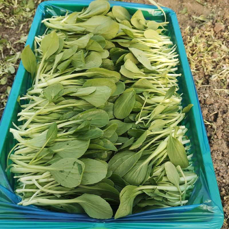 鸡毛菜；：：：：：：：